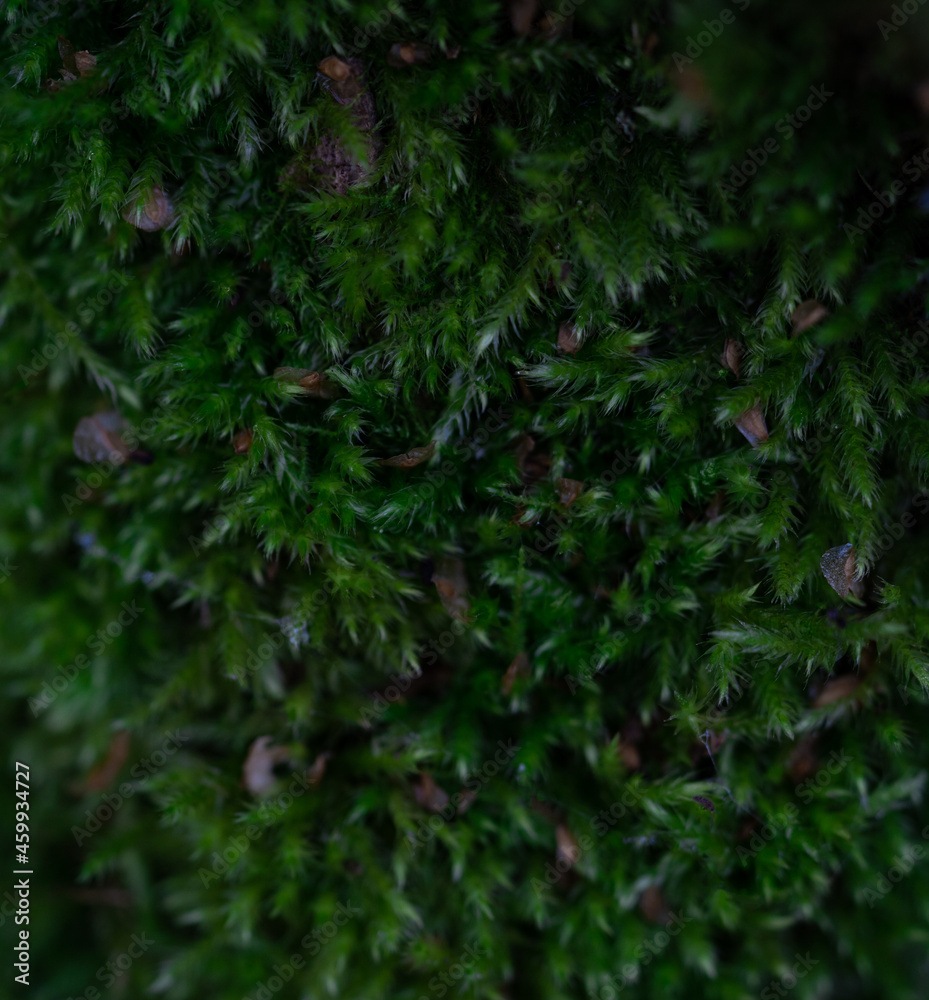 dark green natural textured moss background, blurred focus. dark green natural textured moss background, blurred focus.