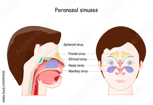 Paranasal sinuses. frontal view and Lateral projection