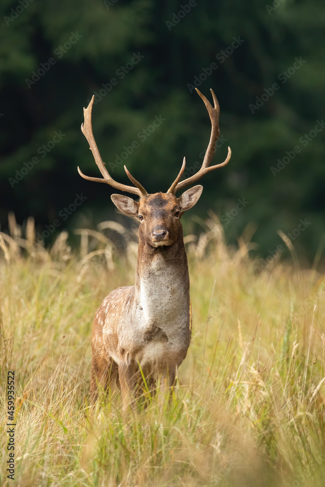 Fallow deer, dama dama, looking to the camera on field in autumn. Spotted male mammal staring in long grassland. Stag with big antlers standing on meadow. Fallow deer, dama dama, looking to the camera on field in autumn. Spotted male mammal staring in long grassland. Stag with big antlers standing on meadow.