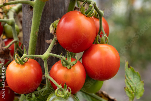 homegrown ripening tomatoes on vines in garden