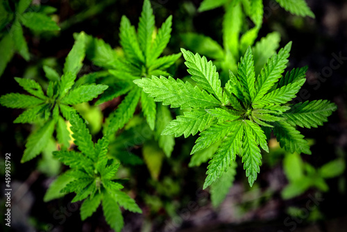 Young plants of wild cannabis on the background of the soil. Selective focus.