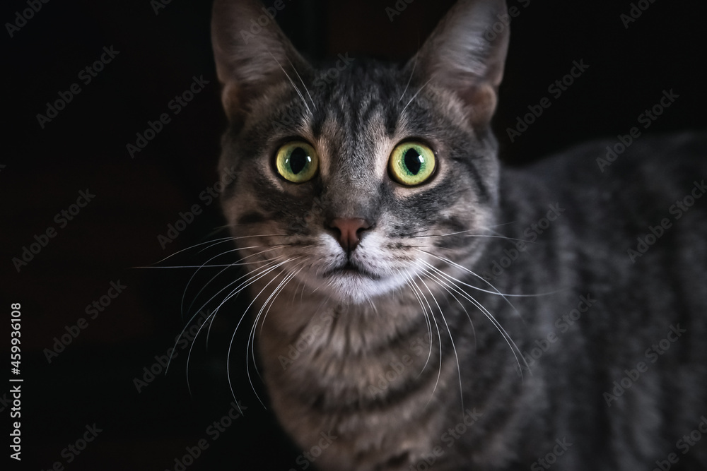Head portrait of domestic shorthair cat with green eyes and white beard on black background. Looking up with asking or afraid sight.