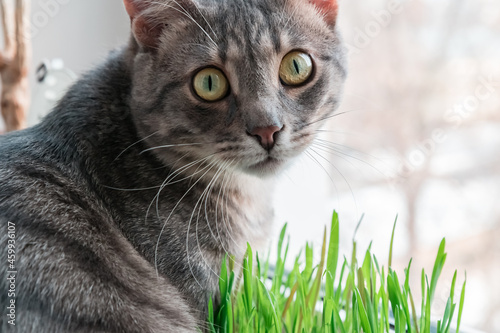 Cat sitting in front of the green grass and staring into the camera with wondering. Sandy narrow eyes and long whiskers