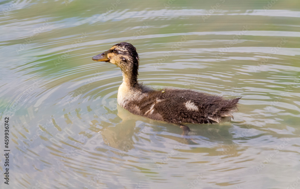 Swimming mallard duckling Swimming mallard duckling