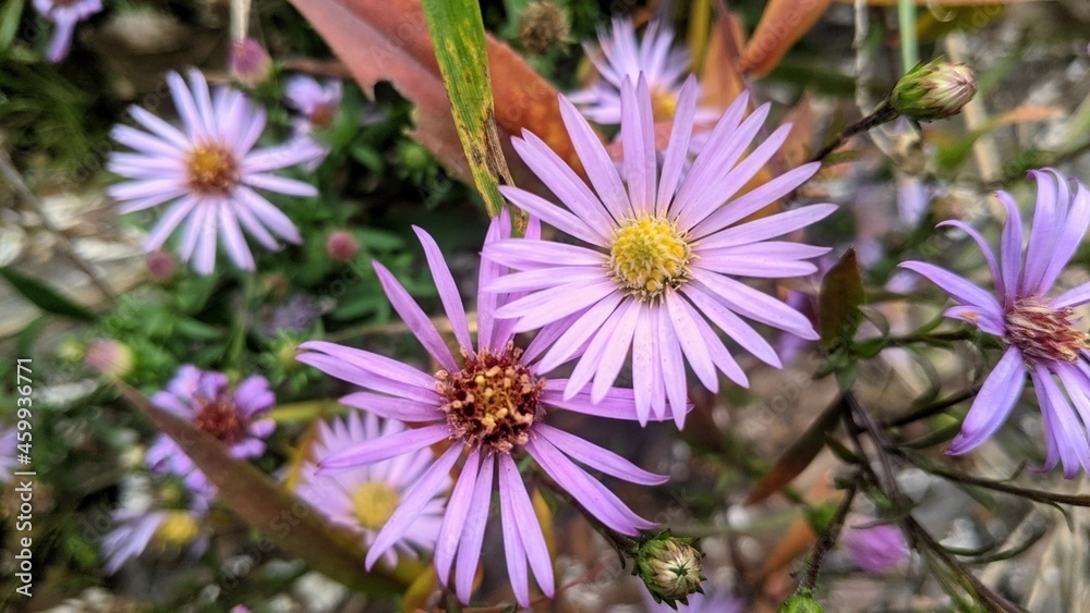 Obraz premium Aster chamomile in the garden