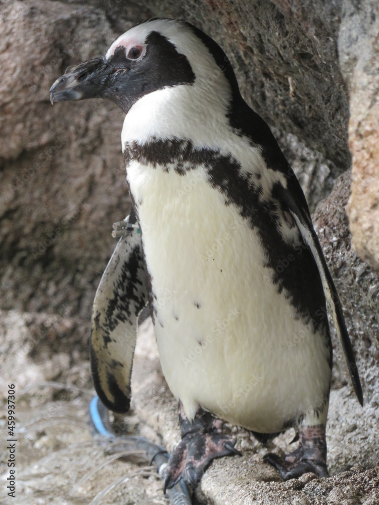 Fototapeta premium ケープペンギン