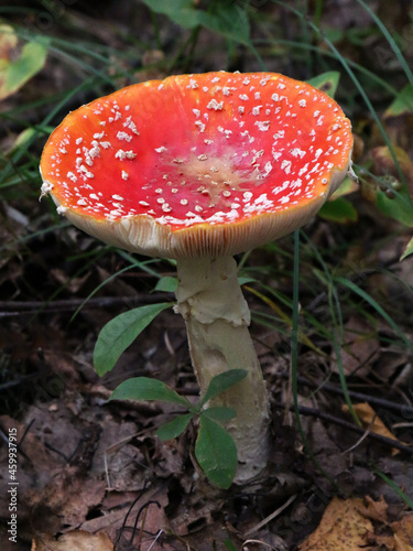 Fly agaric (Amanita muscaria) on the forest floor