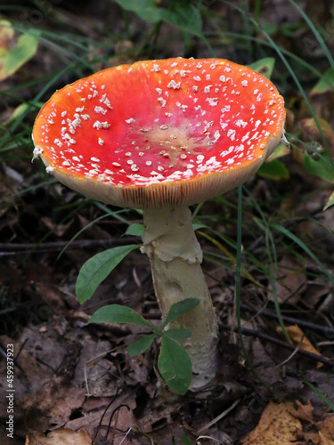 Fly agaric (Amanita muscaria) on the forest floor