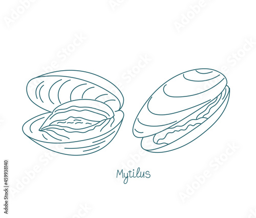 Mytilus genus edible mussels. Vector contour. Open paths. Editable stroke. Custom line thickness.