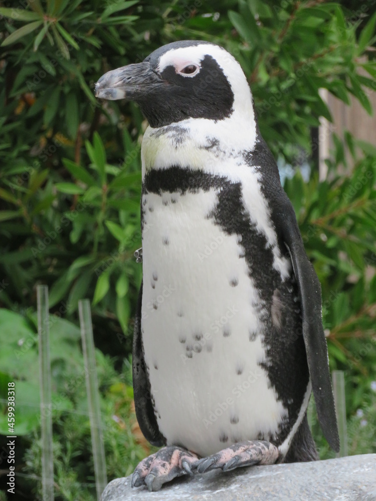 Obraz premium ケープペンギン