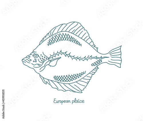 The European plaice fish. Pleuronectes platessa. Flatfish. Open paths. Editable stroke. Custom line thickness.