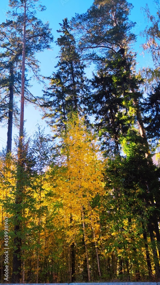 autumn in the forest