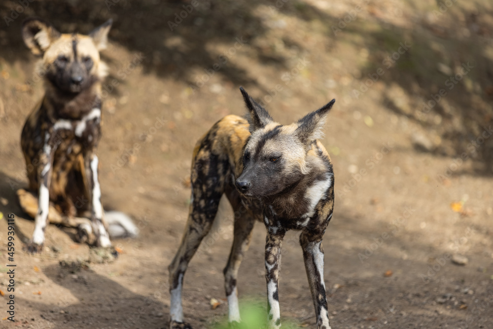 Amazing wild dog are chilling on the ground and cleans himself. Wonderful wild dogs are playing together and looking for food in the nature. Amazing wild dog are chilling on the ground and cleans himself. Wonderful wild dogs are playing together and looking for food in the nature.