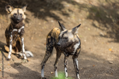Amazing wild dog are chilling on the ground and cleans himself. Wonderful wild dogs are playing together and looking for food in the nature.