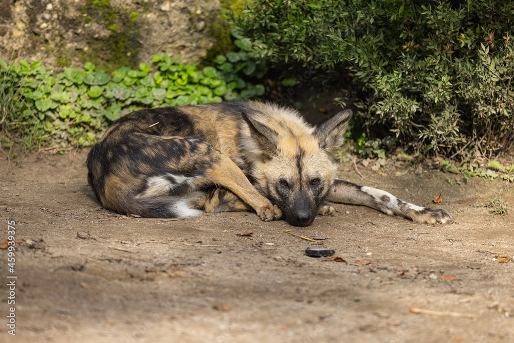 Amazing wild dog are chilling on the ground and cleans himself. Wonderful wild dogs are playing together and looking for food in the nature. Amazing wild dog are chilling on the ground and cleans himself. Wonderful wild dogs are playing together and looking for food in the nature.