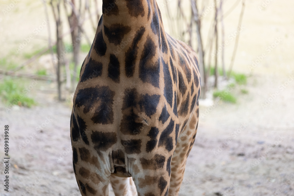 Amazing giant giraffe is take a meal in the tree. Wonderful giraffe is walking through the nature Amazing giant giraffe is take a meal in the tree. Wonderful giraffe is walking through the nature