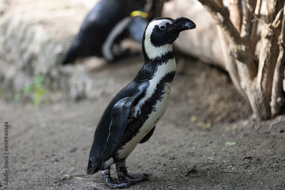 Obraz premium Some really cute penguins are playing together and walking through the park. A wonderful penguin-family looking to each other and search some food.