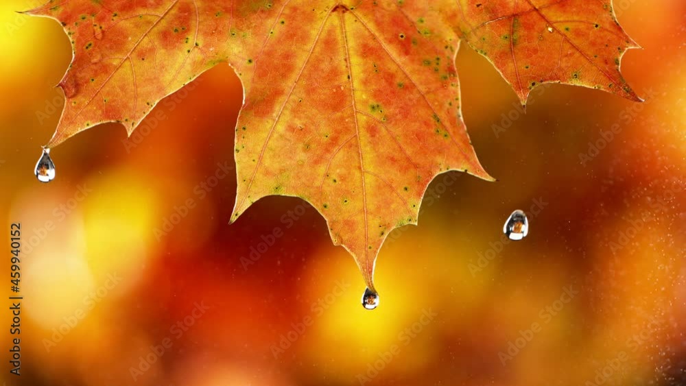 Super slow motion of autumn maple leaf with dripping water drop. Filmed on high speed cinema camera, 1000 fps.