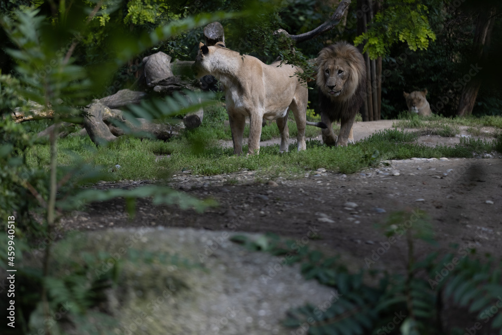 Two lions are sleeping and watching the viewers and waiting for their food. Amazing pair of lion just relaxing in the savannah. Majestic animal in the nature. Two lions are sleeping and watching the viewers and waiting for their food. Amazing pair of lion just relaxing in the savannah. Majestic animal in the nature.