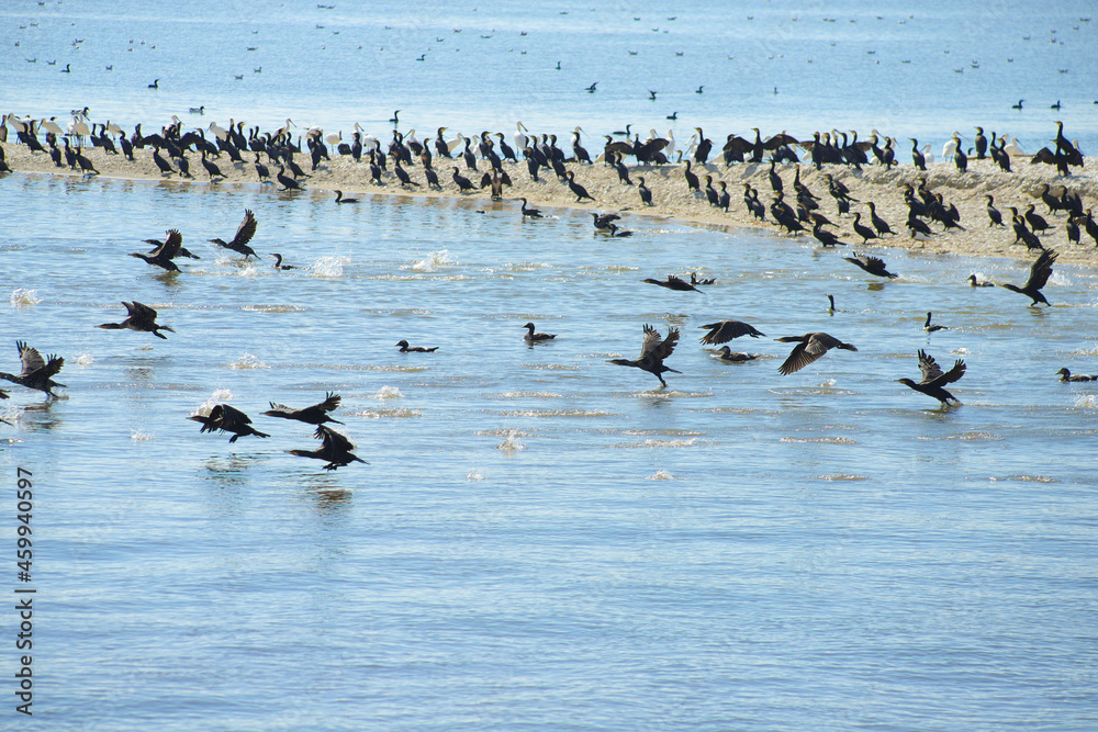 Cormorants and spoonbill birds at the North Sea island Trischen (Friedrichskoog) - Germany Cormorants and spoonbill birds at the North Sea island Trischen (Friedrichskoog) - Germany