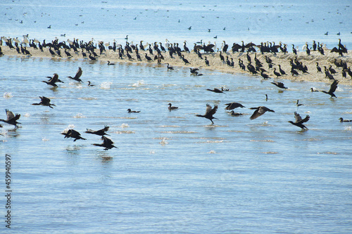 Cormorants and spoonbill birds at the North Sea island Trischen (Friedrichskoog) - Germany