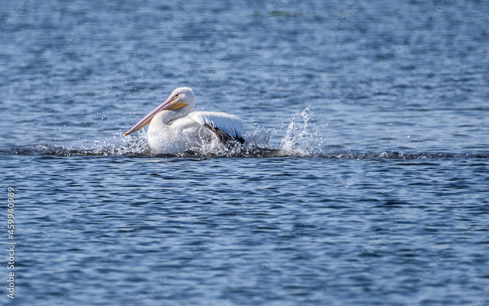 Fototapeta premium Juvenile white pelicans and other birds are enjoying autumn time in a lake