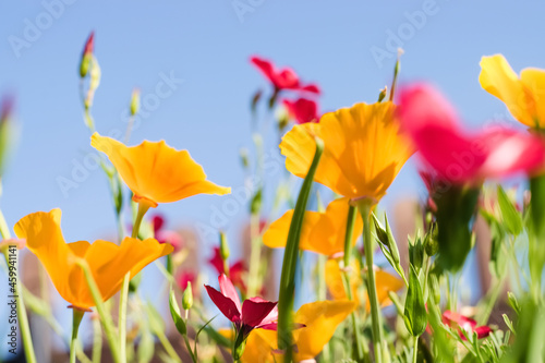 Fototapeta Naklejka Na Ścianę i Meble -  Yellow flowers of the Eschscholzia Californica and red flowers of Linum Grandiflorum rubrum on a sky background.Floral natural background.Summer concept.Selective focus with shallow depth of field.
