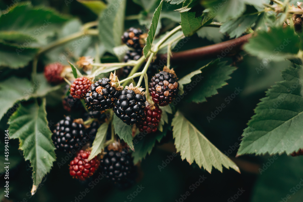 Blackberries on a bush, close-up..Harvesting and healthy eating concept.Selective focus with shallow depth of field. Blackberries on a bush, close-up..Harvesting and healthy eating concept.Selective focus with shallow depth of field.