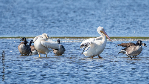 Juvenile white pelicans and other birds are enjoying autumn time in a lake