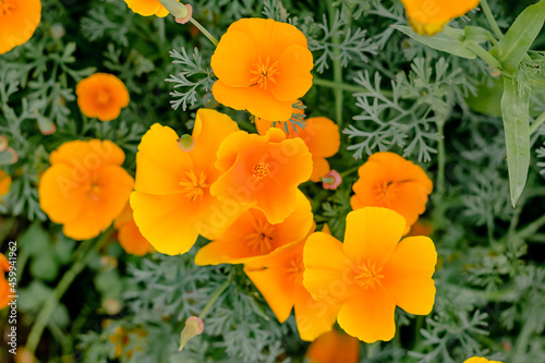 Yellow flowers of the eschscholzia californica.Floral natural background.Summer concept.Top view selective focus with shallow depth of field.