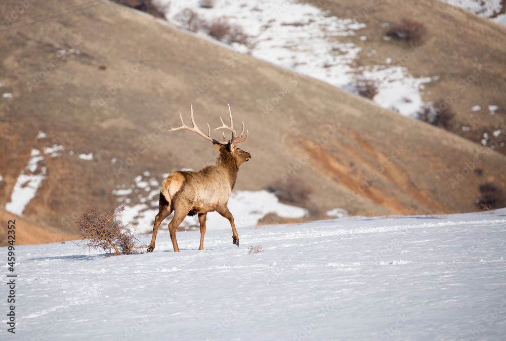 Deer in the snow against the sky and mountains. A herd of wild deer. Deer in the snow against the sky and mountains. A herd of wild deer.