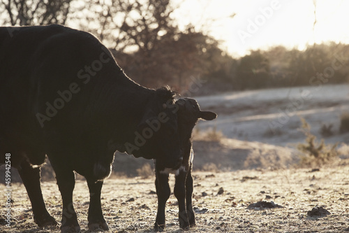 Vászonkép Mom cow with calf during winter sunrise in farm field, affection with baby