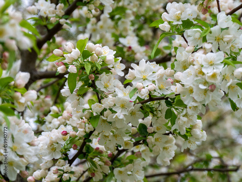 Spring blossoms