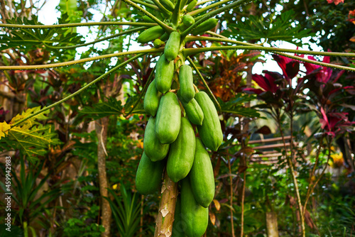 Papaya fruits of papaya tree in garden in Bali nature fresh green papaya on tree with fruits.