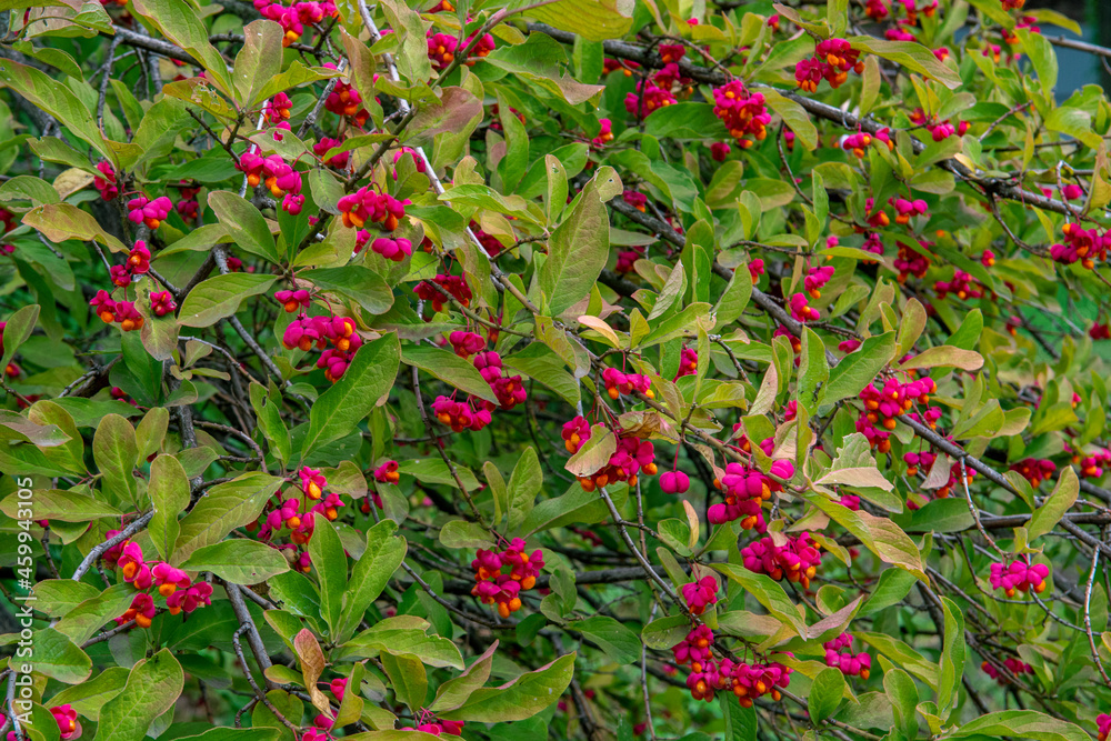 spindle tree spindle tree