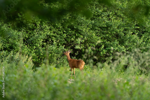 Young roe deer  capreolus capreolus  standing and grazing in a meadow on the edge of a forest