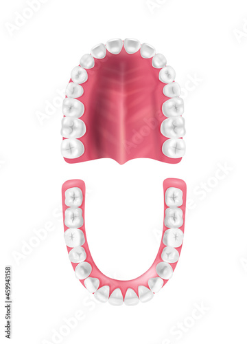 Mouth Cavity Anatomy