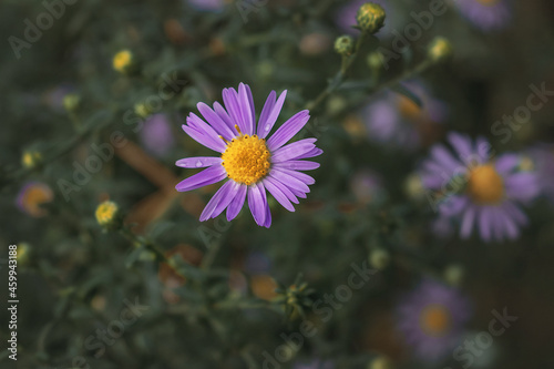 Small purple aster flowers bloom on a blurry background of green foliage. The Novobelgian aster (Latin Symphyotrichum novi-belgii) or the Virginian Aster are beautiful autumn flowers in the garden. photo