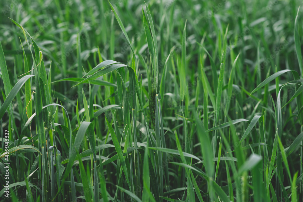 In summer, the green wheat in the fields is growing vigorously. Selective focusing of young green wheat or barley field in agriculture scene. In summer, the green wheat in the fields is growing vigorously. Selective focusing of young green wheat or barley field in agriculture scene.
