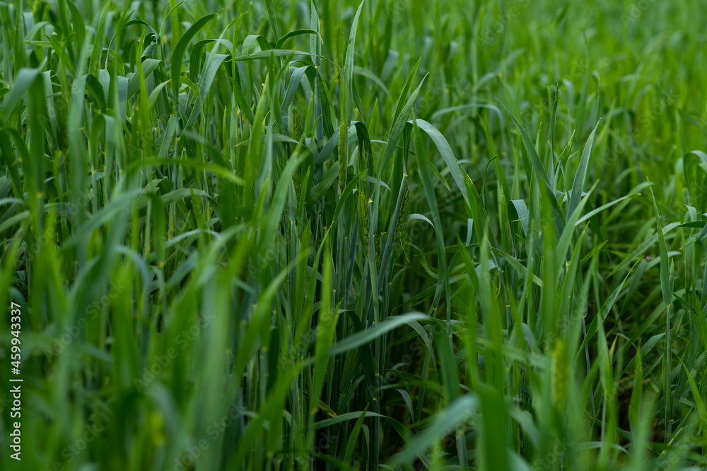 In summer, the green wheat in the fields is growing vigorously. Selective focusing of young green wheat or barley field in agriculture scene. In summer, the green wheat in the fields is growing vigorously. Selective focusing of young green wheat or barley field in agriculture scene.