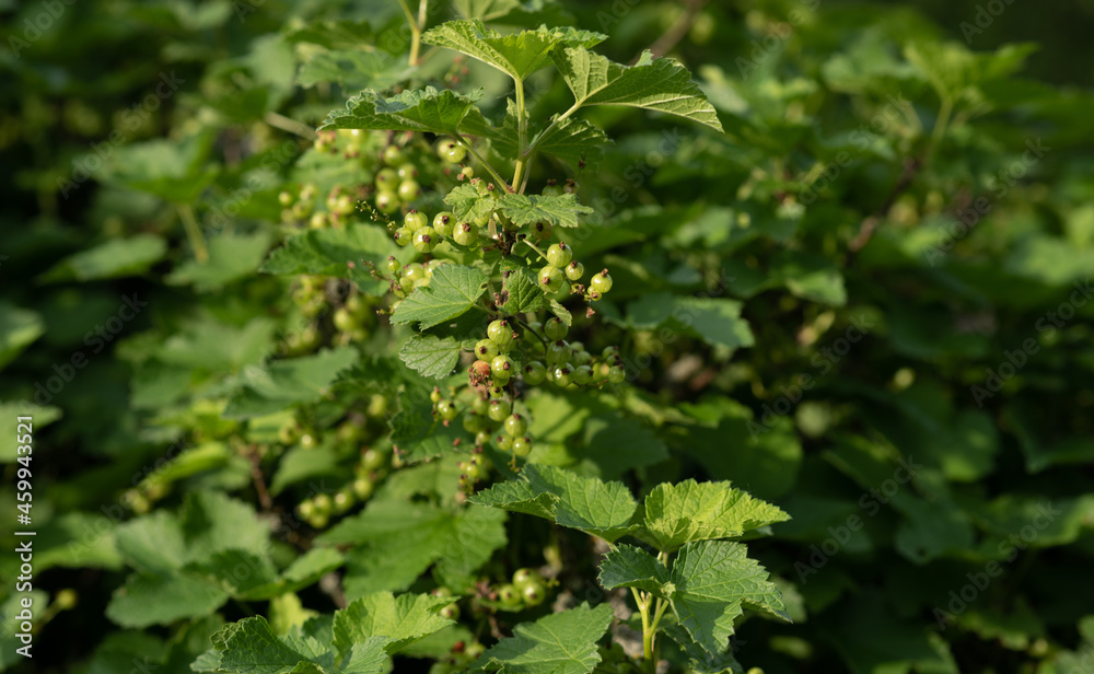 Wild berry bush with green berries. Wild berries on a green vegetative background in wood. Wild berry bush with green berries. Wild berries on a green vegetative background in wood.