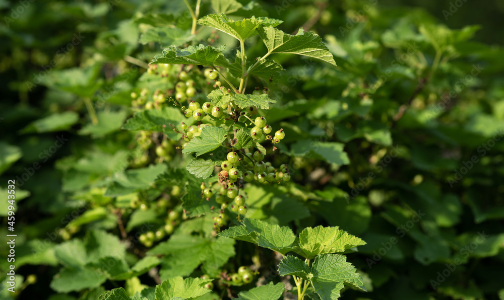 Wild berry bush with green berries. Wild berries on a green vegetative background in wood.