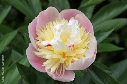 Fototapeta Naklejka Na Ścianę i Meble -  Pink, yellow and white peony flower in close up