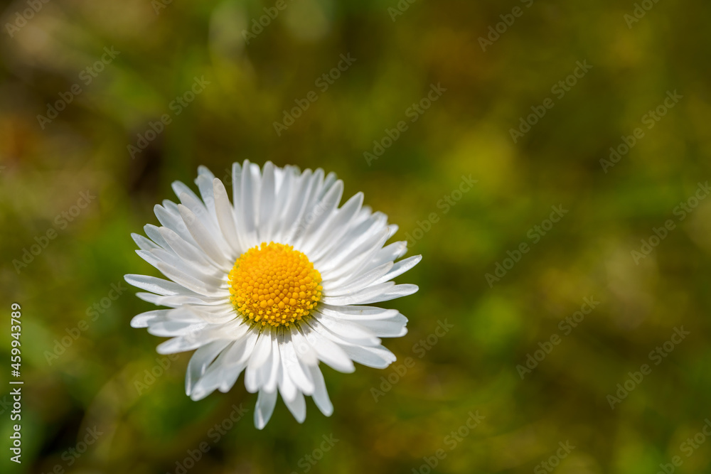 Obraz premium Flower