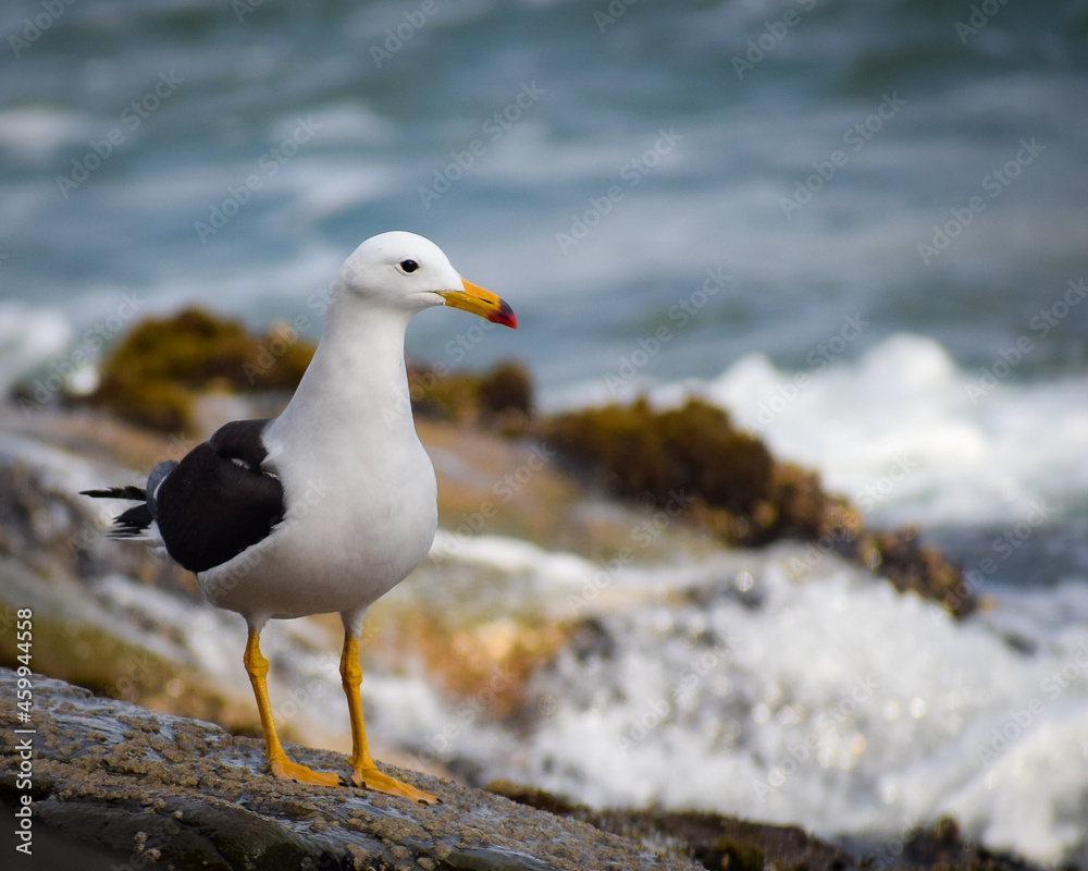 Peruvian Gull with the ocean in the background Peruvian Gull with the ocean in the background