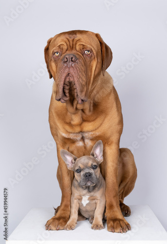 Studio shot of an adorable French bulldog puppy  and a big Bordeaux dog sitting on isolated grey background looking at the camera with copy space