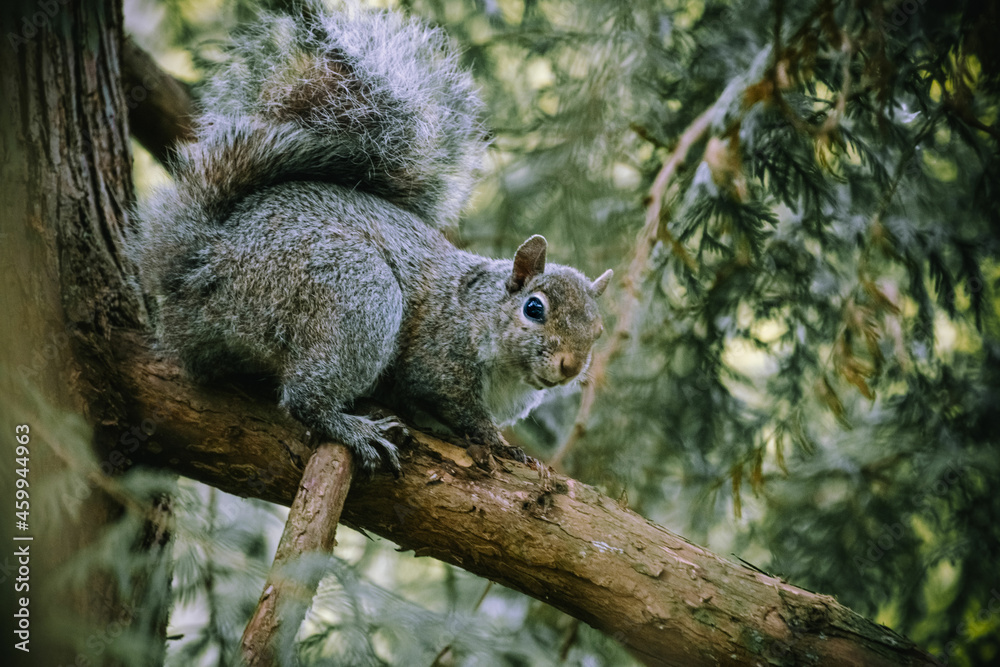 Obraz premium squirrel resting on a tree