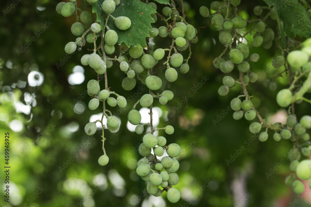 Φωτογραφία Bunches of white grapes with rotten berries on the vine affected by fungal disease Powdery Mildew or Oidium or Uncinula necator