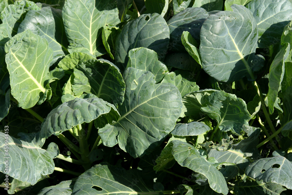 Close up background of Brussels sprout cabbage plant leaves Close up background of Brussels sprout cabbage plant leaves