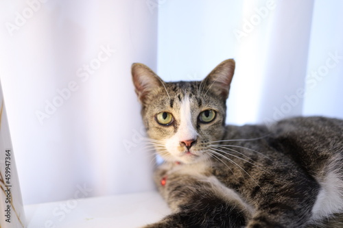 Happy tabby cat lovely comfortable Stay home with cat in the room. Cat Eyes Looking